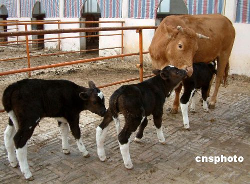 中国首批转基因体细胞克隆牛的再克隆体降生(