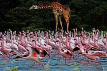 实拍肯尼亚百万火烈鸟迁徙壮观景象