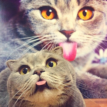 ������ͷ��è�䡣