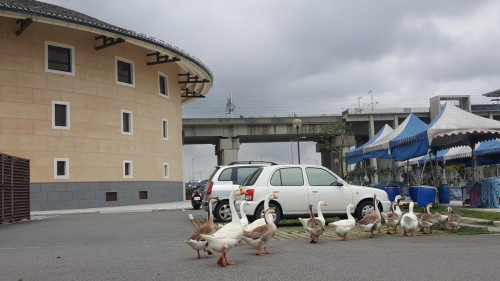 ������֪�����㡰�ͼ�Բ¥���ܱ�ˮ������Ļ��졢��ͷѼ��ˮ�ݣ����ƵƵ�ϰ������֡���̨�塶���ϱ������ߺ���������Ӱ