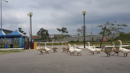 ������֪�����㡰�ͼ�Բ¥���ܱ�ˮ������Ļ��졢��ͷѼ��ˮ�ݣ����ƵƵ�ϰ������֡���̨�塶���ϱ������ߺ���������Ӱ