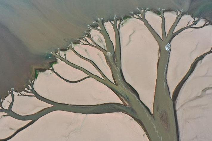 鄱阳湖现“大地之树”