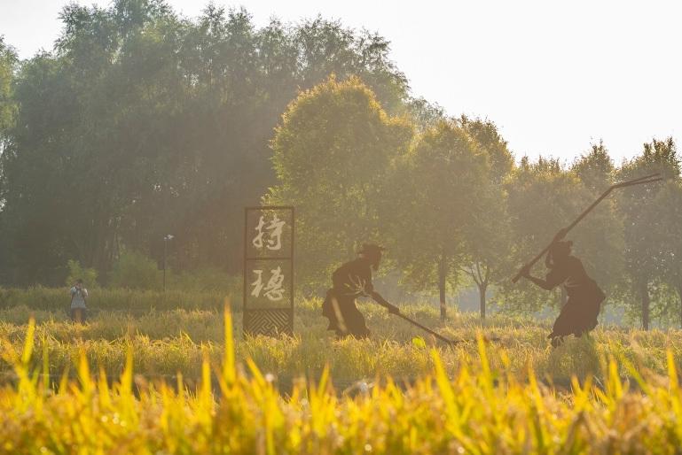 北京公园稻田粒满待收