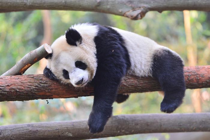 大熊猫惬意过冬