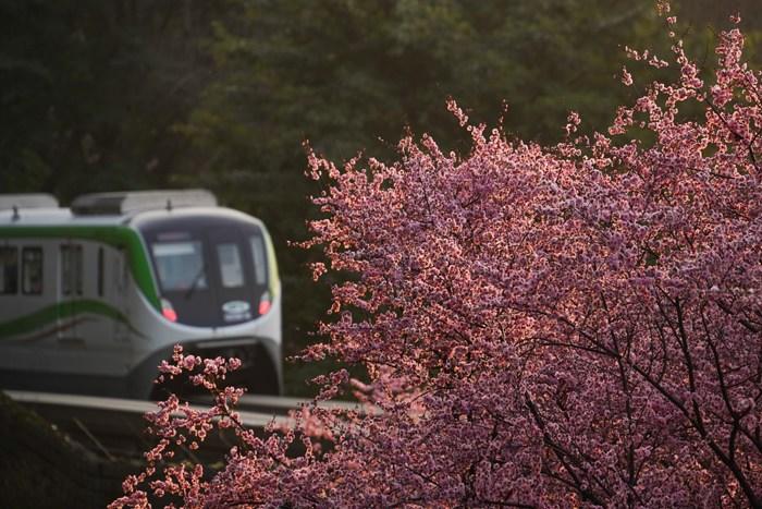 重庆版“开往春天的列车”