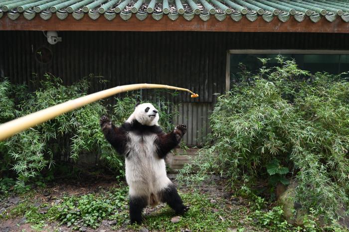 探访广州动物园大熊猫守护人的日常