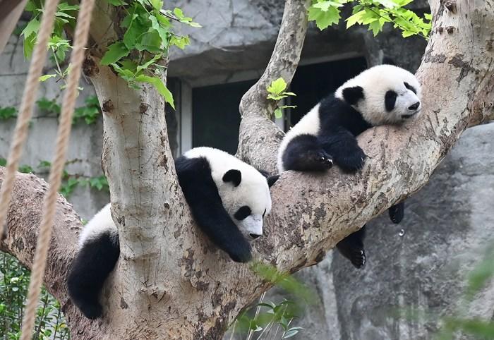 萌趣大熊猫吸引游客
