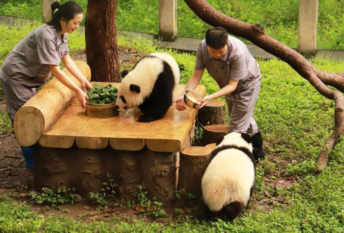 大熊猫吃特制香粽庆端午