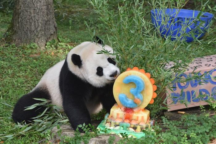 旅美大熊猫“小奇迹”迎来3周岁生日