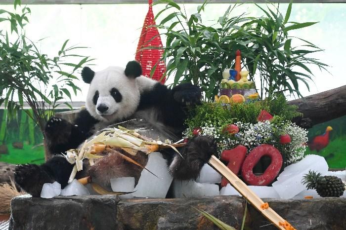 大熊猫兄妹享用生日大餐