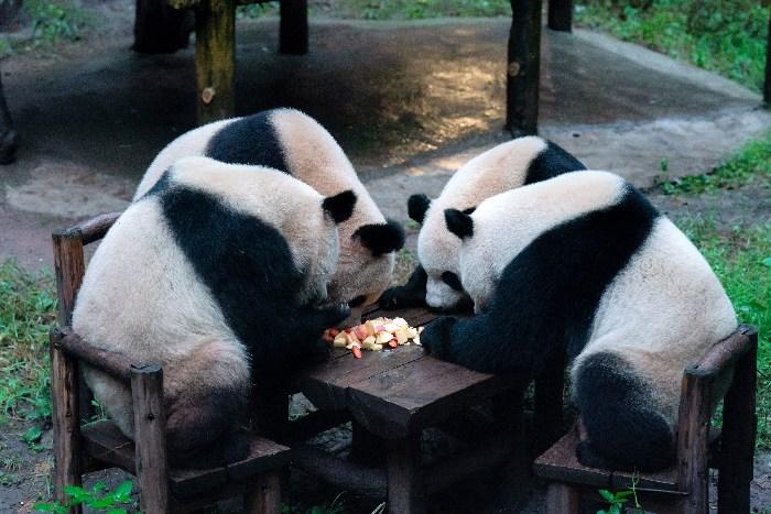 大熊猫雨中“围炉煮茶”