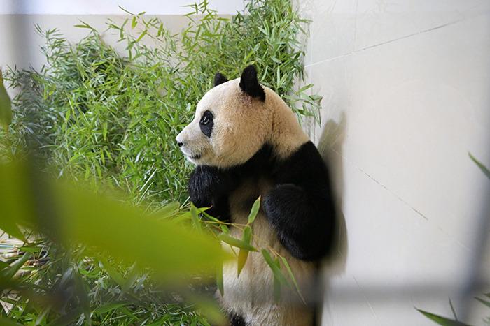 旅韩大熊猫“福宝”入住新家