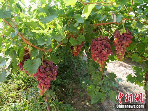 宁夏葡萄酒产业:培育市场之手助推“明星产区”