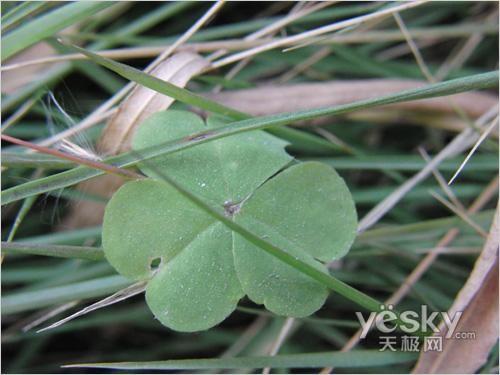 最甜蜜最幸福 蜜月情侣专用数码相机推荐