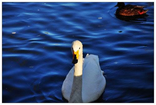 本周数码相机市场 消费者关注度前十热机