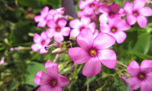 本周数码相机市场 消费者关注度前十热机