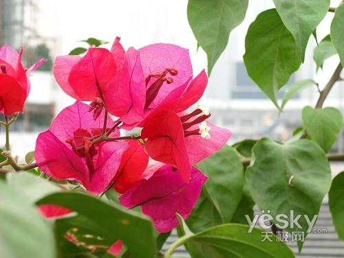 最美还是夕阳红 十一老年旅游相机选购推荐