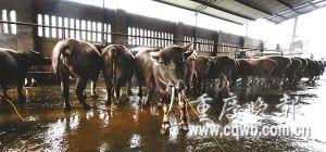 ���׳�ÿ�ո�50��ͷţע���۹���ˮ(��ͼ)