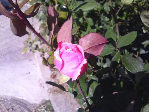 21:9宽屏怪兽手机 LG BL40e评测报告