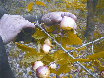 ���ް������Ͻ���ֹ�