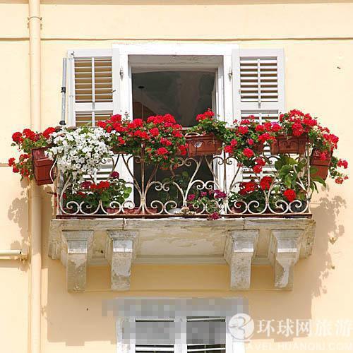 纽密:市民养的每盆花政府都有备案(5)