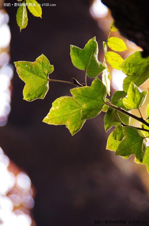 成像很有范儿 宾得K-5试拍太平山枫叶