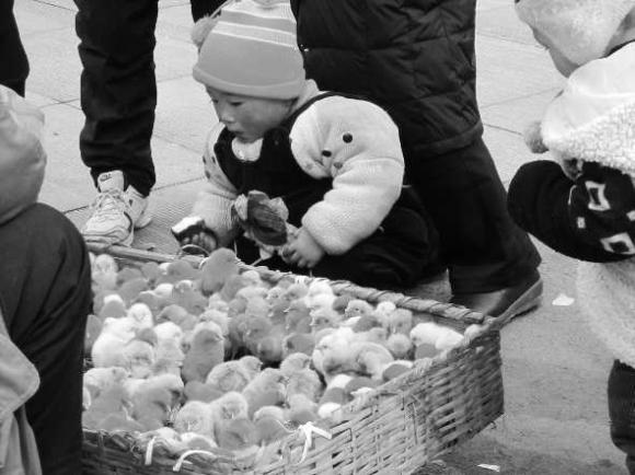 染料对孩子健康有影响 染色的小鸡最好别买