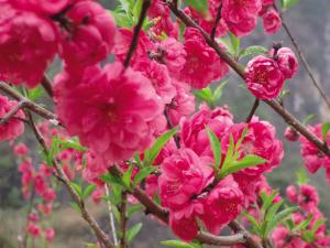 四川大竹:人面桃花相映红