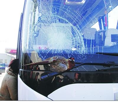 南京旅游大巴遭遇离奇车祸 野鸡一头撞碎车窗