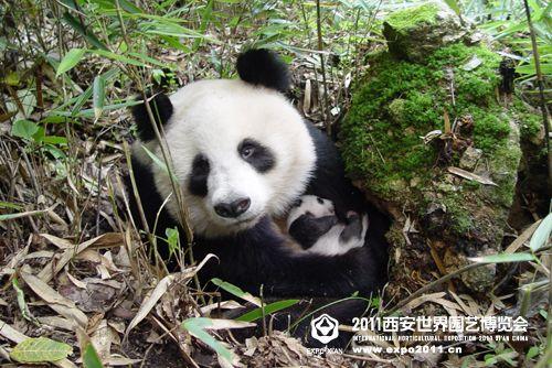 秦岭四宝:大熊猫、朱鹮、金丝猴和羚牛