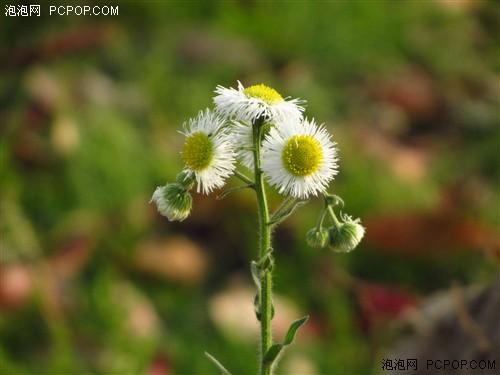 富士F505\/尼康S9100\/佳能SX220 便携长焦大