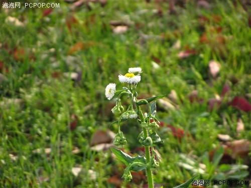 富士F505\/尼康S9100\/佳能SX220 便携长焦大