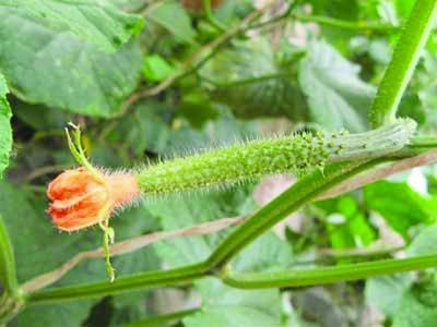 专家称带花黄瓜绝非使用避孕药系用激素