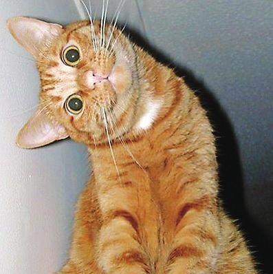 《怀疑的搞笑表情》 最搞笑的聊天表情图片 搞