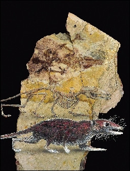 �����������ࡰ����ĸ����ʯ���1.6���꣨ͼ��