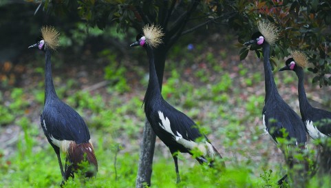 ��ֻ���ǹں���ס�Ϸ�Ұ������԰��ͼ��