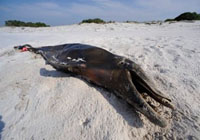 美国墨西哥湾海岸已发现6只死亡海豚，有可能是由于油井爆炸造成的原油泄漏污染引起的。