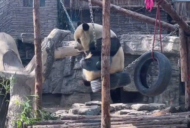 北京动物园的春天来了，来看看大熊猫嬉戏爬树