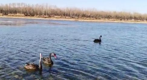 三只黑天鹅在水中嬉戏