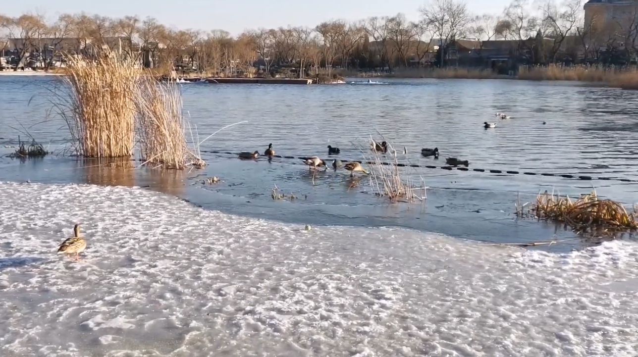 北京西海湿地公园的野鸭群