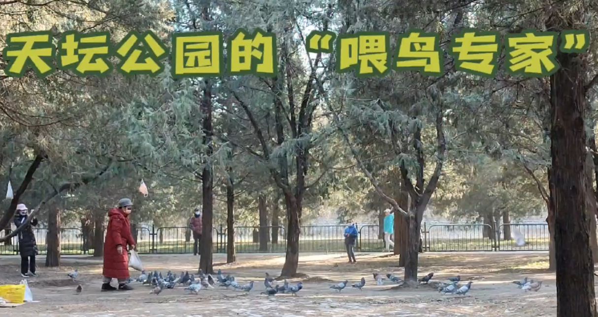天坛公园里的“喂鸟专家”
