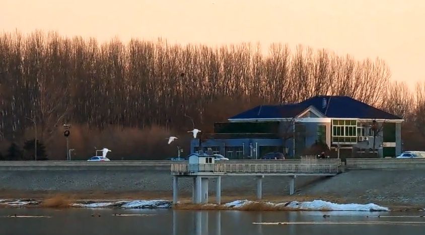 沙河水库，83只白天鹅飞向蔚蓝高空