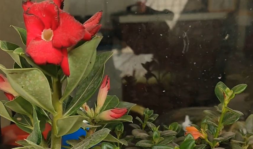 看看花和小动物