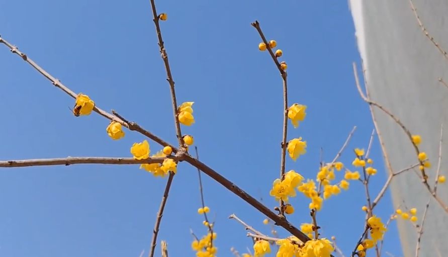 春来花开蜂儿飞 香重身轻人欲醉