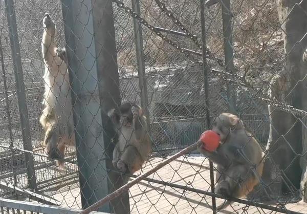 聪明的猴哥哥