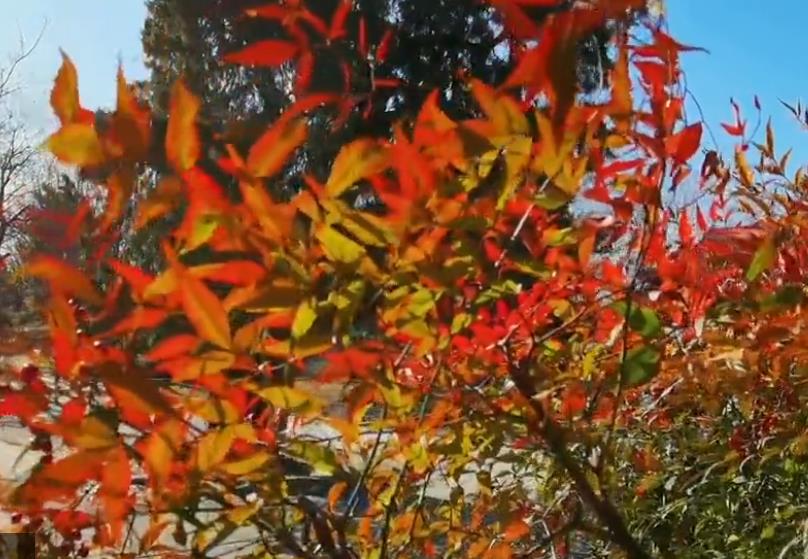 不是花，胜似花