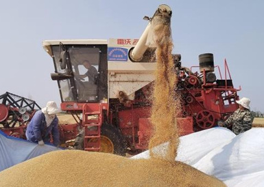 河北曲周8万亩小麦获丰收