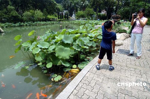 夏季荷花盛开高清图片_山柳村的桃花盛开_在