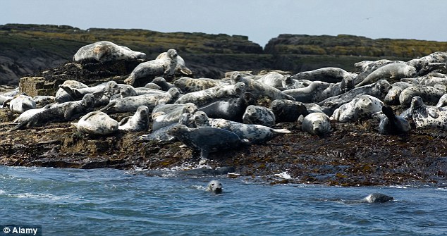 英海岸数十海豹神秘死亡 像被塞巨型转笔刀图