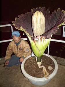 “全球最大花朵”巨花魔芋在日本东京开花（图）